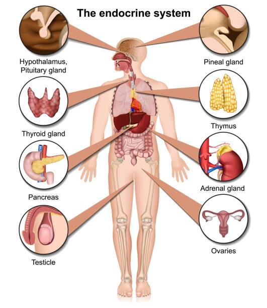 endocrine system img