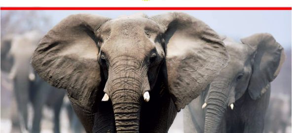 World Elephant Day 1-min